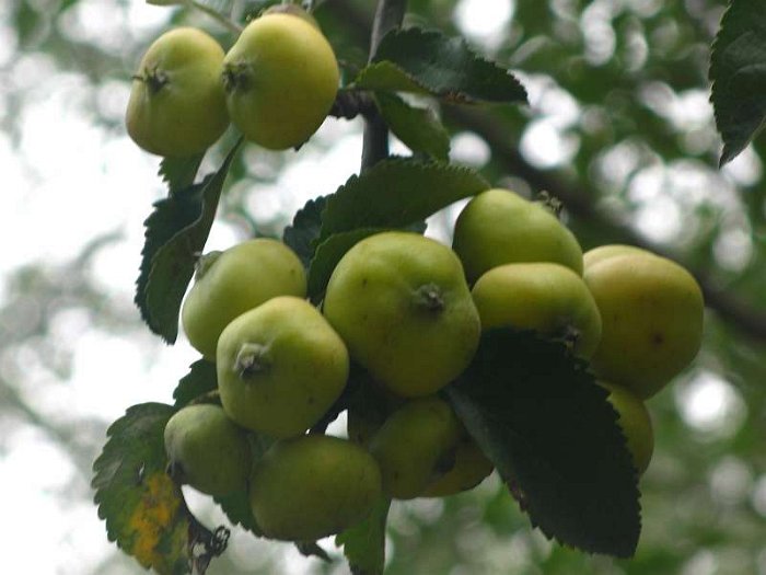 Malus sylvestris